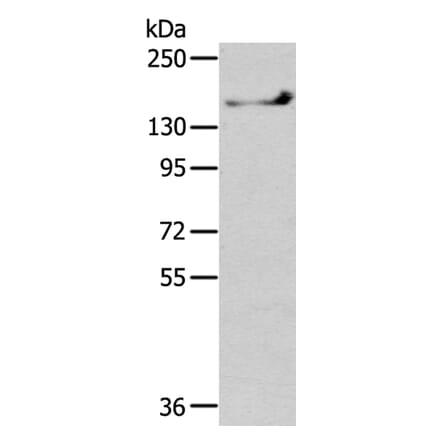 SHANK1 Antibody from Signalway Antibody (40359) - Antibodies.com