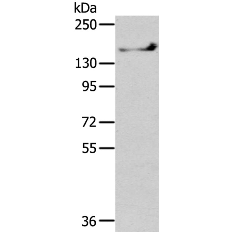 SHANK1 Antibody from Signalway Antibody (40359) - Antibodies.com