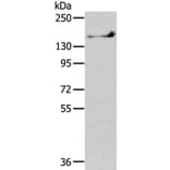 SHANK1 Antibody from Signalway Antibody (40359) - Antibodies.com