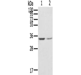 GNB2L1 Antibody from Signalway Antibody (42727) - Antibodies.com