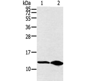 DYNLL2 Antibody from Signalway Antibody (42890) - Antibodies.com