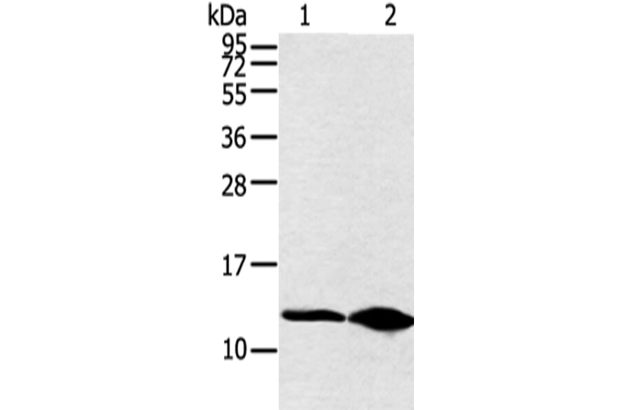 DYNLL2 Antibody from Signalway Antibody (42890) - Antibodies.com