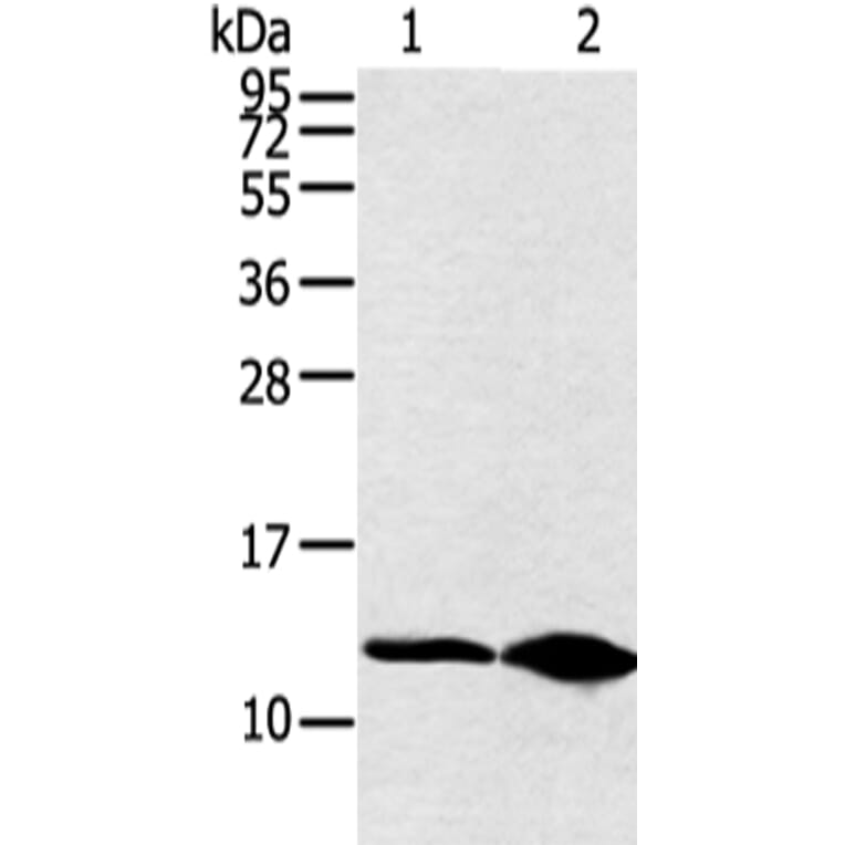 DYNLL2 Antibody from Signalway Antibody (42890) - Antibodies.com