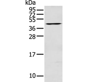 DNASE2 Antibody from Signalway Antibody (43130) - Antibodies.com
