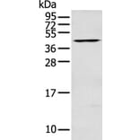 DNASE2 Antibody from Signalway Antibody (43130) - Antibodies.com