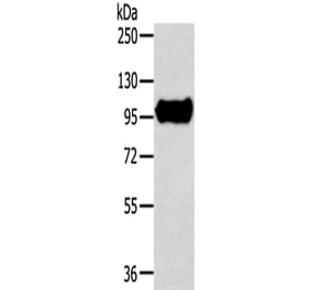TRIM71 Antibody from Signalway Antibody (43161) - Antibodies.com