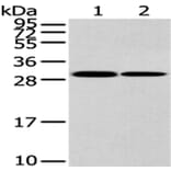 HNRNPC Antibody from Signalway Antibody (43187) - Antibodies.com