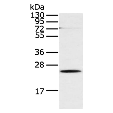 CLDN18 Antibody from Signalway Antibody (43253) - Antibodies.com