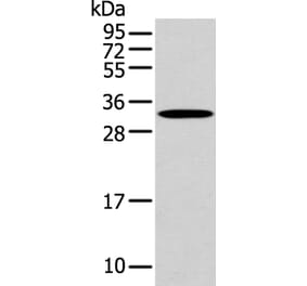 NANOS1 Antibody from Signalway Antibody (43311) - Antibodies.com