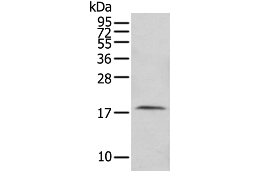 FAM96A Antibody from Signalway Antibody (43380) - Antibodies.com