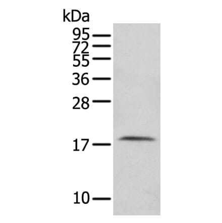 FAM96A Antibody from Signalway Antibody (43380) - Antibodies.com