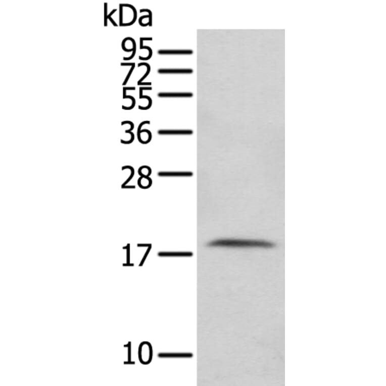 FAM96A Antibody from Signalway Antibody (43380) - Antibodies.com
