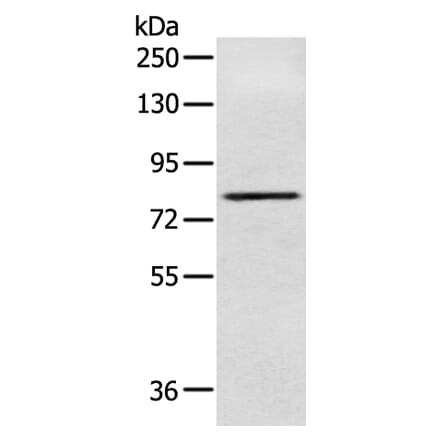 NFKBIZ Antibody from Signalway Antibody (43416) - Antibodies.com