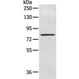 NFKBIZ Antibody from Signalway Antibody (43416) - Antibodies.com
