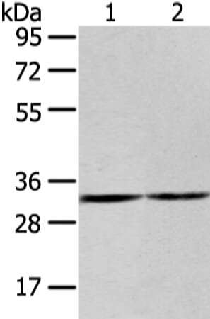 Gel: 8% SDS-PAGE Lysate: 40 &#956;g Lane 1-2: 231 and K562 cell Primary antibody: 1/200 dilution Secondary antibody: Goat anti rabbit IgG at 1/8000 dilution Exposure time: 20 seconds