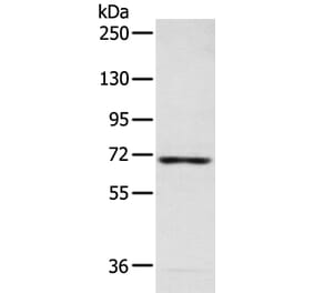 CAMKK2 Antibody from Signalway Antibody (43469) - Antibodies.com
