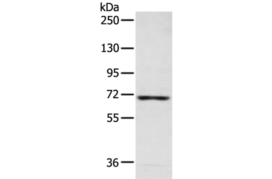 CAMKK2 Antibody from Signalway Antibody (43469) - Antibodies.com