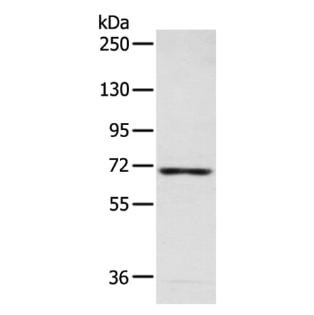 CAMKK2 Antibody from Signalway Antibody (43469) - Antibodies.com