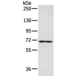 CAMKK2 Antibody from Signalway Antibody (43469) - Antibodies.com
