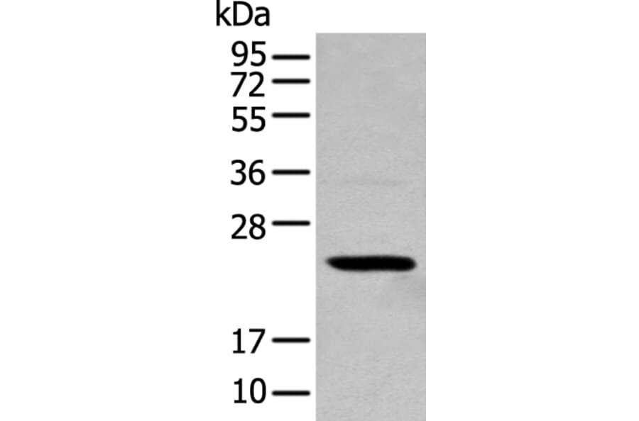 TCEAL4 Antibody from Signalway Antibody (43553) - Antibodies.com