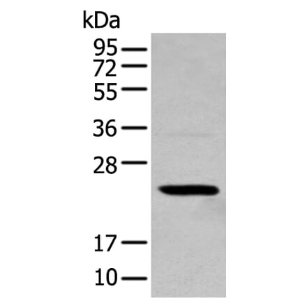 TCEAL4 Antibody from Signalway Antibody (43553) - Antibodies.com