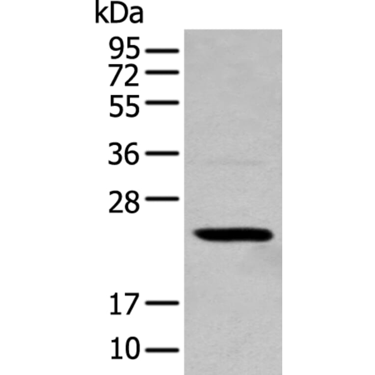 TCEAL4 Antibody from Signalway Antibody (43553) - Antibodies.com