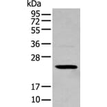 TCEAL4 Antibody from Signalway Antibody (43553) - Antibodies.com