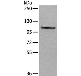 AMOTL1 Antibody from Signalway Antibody (43628) - Antibodies.com