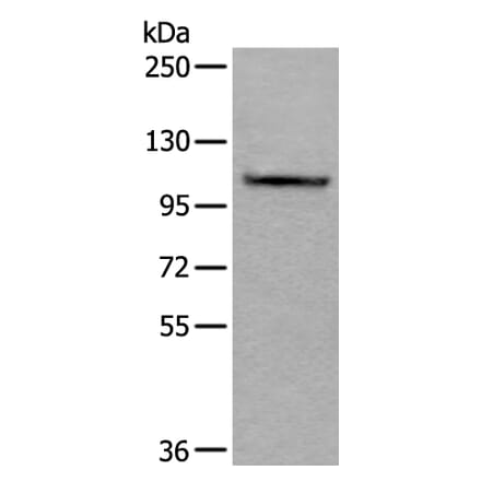 AMOTL1 Antibody from Signalway Antibody (43628) - Antibodies.com