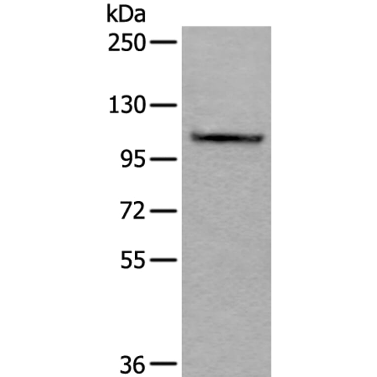 AMOTL1 Antibody from Signalway Antibody (43628) - Antibodies.com