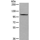 AMOTL1 Antibody from Signalway Antibody (43628) - Antibodies.com