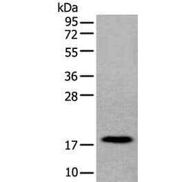 MYL12B Antibody from Signalway Antibody (43795) - Antibodies.com