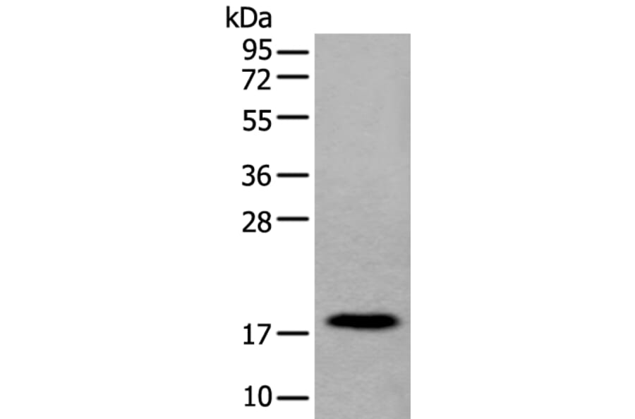 MYL12B Antibody from Signalway Antibody (43795) - Antibodies.com