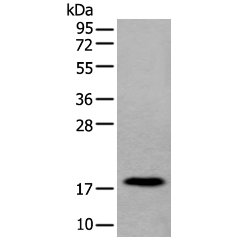 MYL12B Antibody from Signalway Antibody (43795) - Antibodies.com
