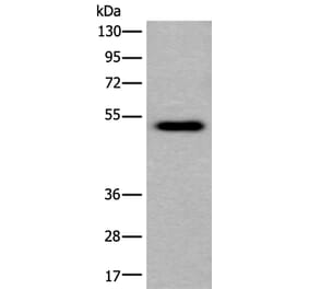 CELF5 Antibody from Signalway Antibody (43855) - Antibodies.com