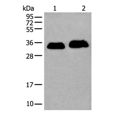 ATP1B2 Antibody from Signalway Antibody (43972) - Antibodies.com