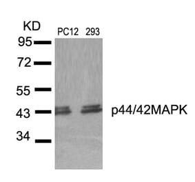 Western blot - p44/42 MAP Kinase (Ab-204) Antibody from Signalway Antibody (21238) - Antibodies.com