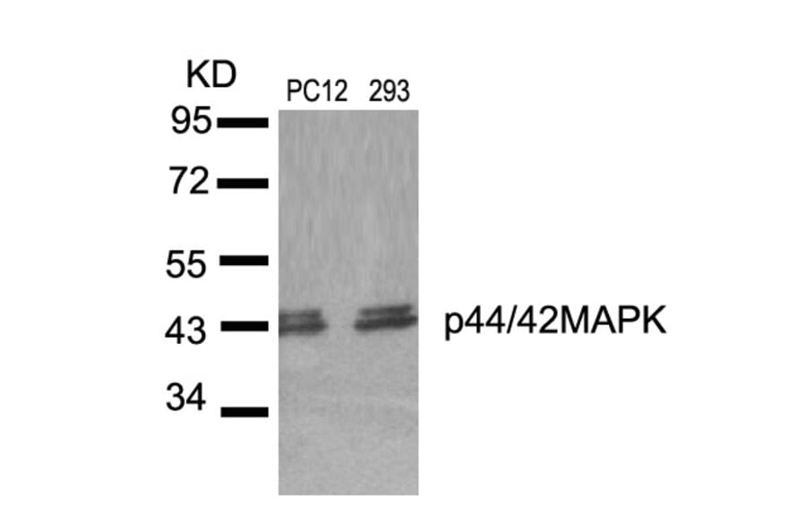 Western blot - p44/42 MAP Kinase (Ab-204) Antibody from Signalway Antibody (21238) - Antibodies.com