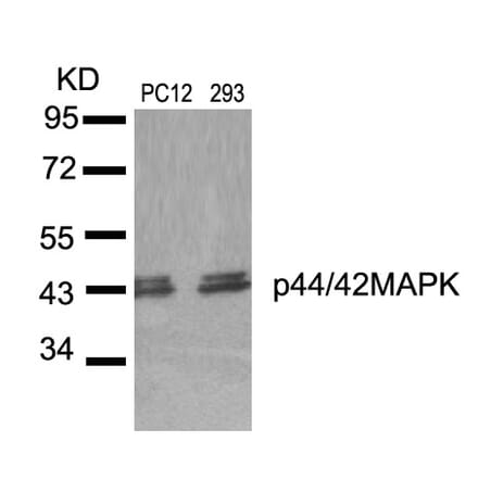 Western blot - p44/42 MAP Kinase (Ab-204) Antibody from Signalway Antibody (21238) - Antibodies.com