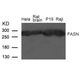 Western blot - Fatty Acid Synthase (FASN) Antibody from Signalway Antibody (21605) - Antibodies.com