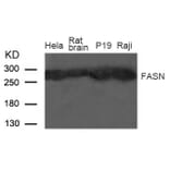 Western blot - Fatty Acid Synthase (FASN) Antibody from Signalway Antibody (21605) - Antibodies.com