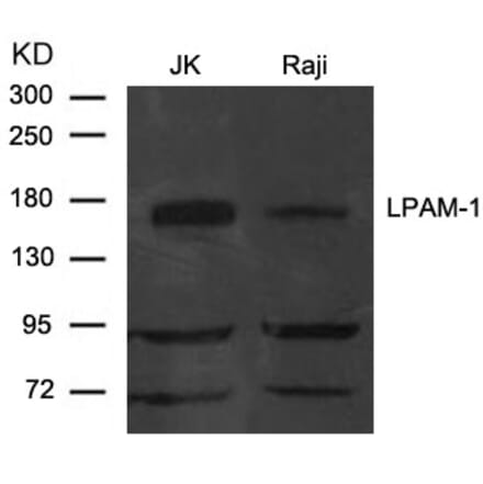 Western blot - LPAM-1 (Integrin a4, CD49d) Antibody from Signalway Antibody (21616) - Antibodies.com