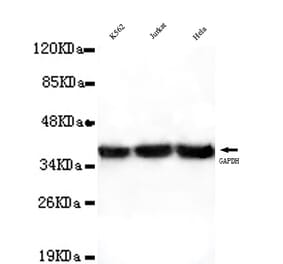 GAPDH (Internal) Monoclonal Antibody from Signalway Antibody (27031) - Antibodies.com