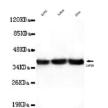 GAPDH (Internal) Monoclonal Antibody from Signalway Antibody (27031) - Antibodies.com