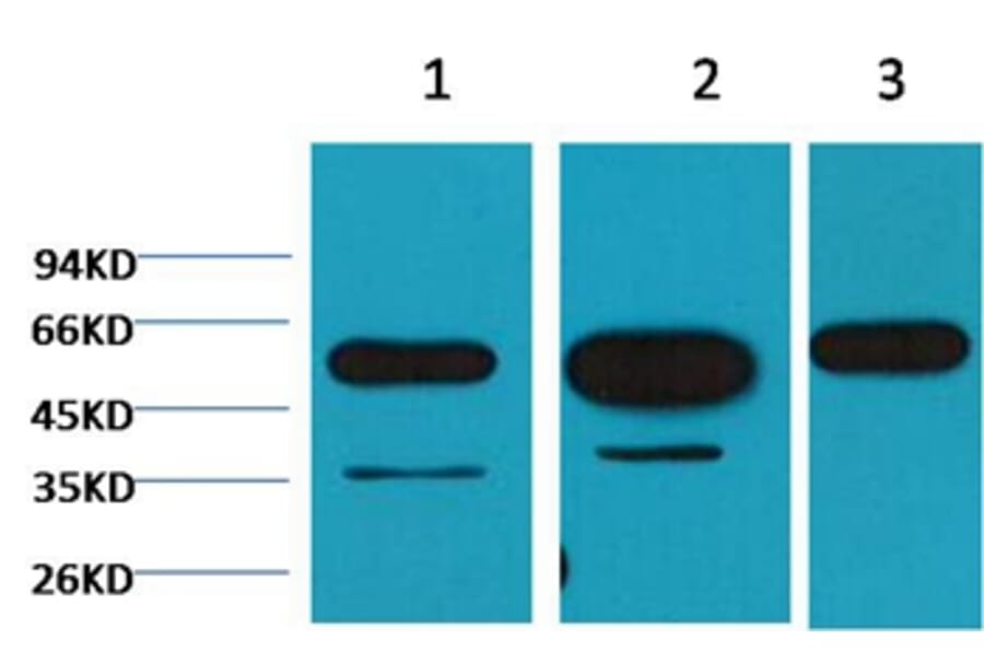 Western blot - β-tubulin Mouse Monoclonal Antibody from Signalway Antibody (38071) - Antibodies.com