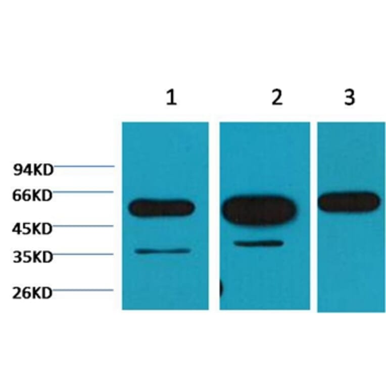 Western blot - β-tubulin Mouse Monoclonal Antibody from Signalway Antibody (38071) - Antibodies.com