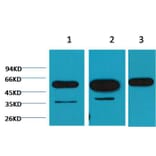 Western blot - β-tubulin Mouse Monoclonal Antibody from Signalway Antibody (38071) - Antibodies.com