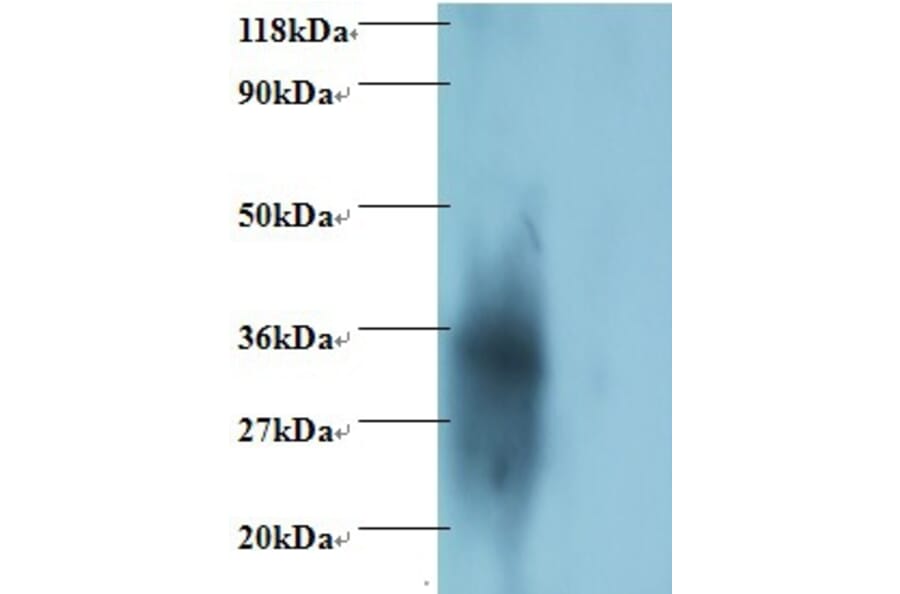 igg light chain Polyclonal Antibody from Signalway Antibody (42162) - Antibodies.com