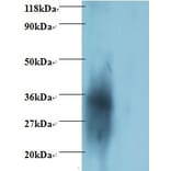 igg light chain Polyclonal Antibody from Signalway Antibody (42162) - Antibodies.com