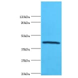 Selenoprotein P Polyclonal Antibody from Signalway Antibody (42319) - Antibodies.com